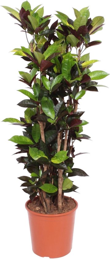 Luchtzuiverende Croton Iceton voor in de kamer (Codiaeum), 140 cm hoog, ø30