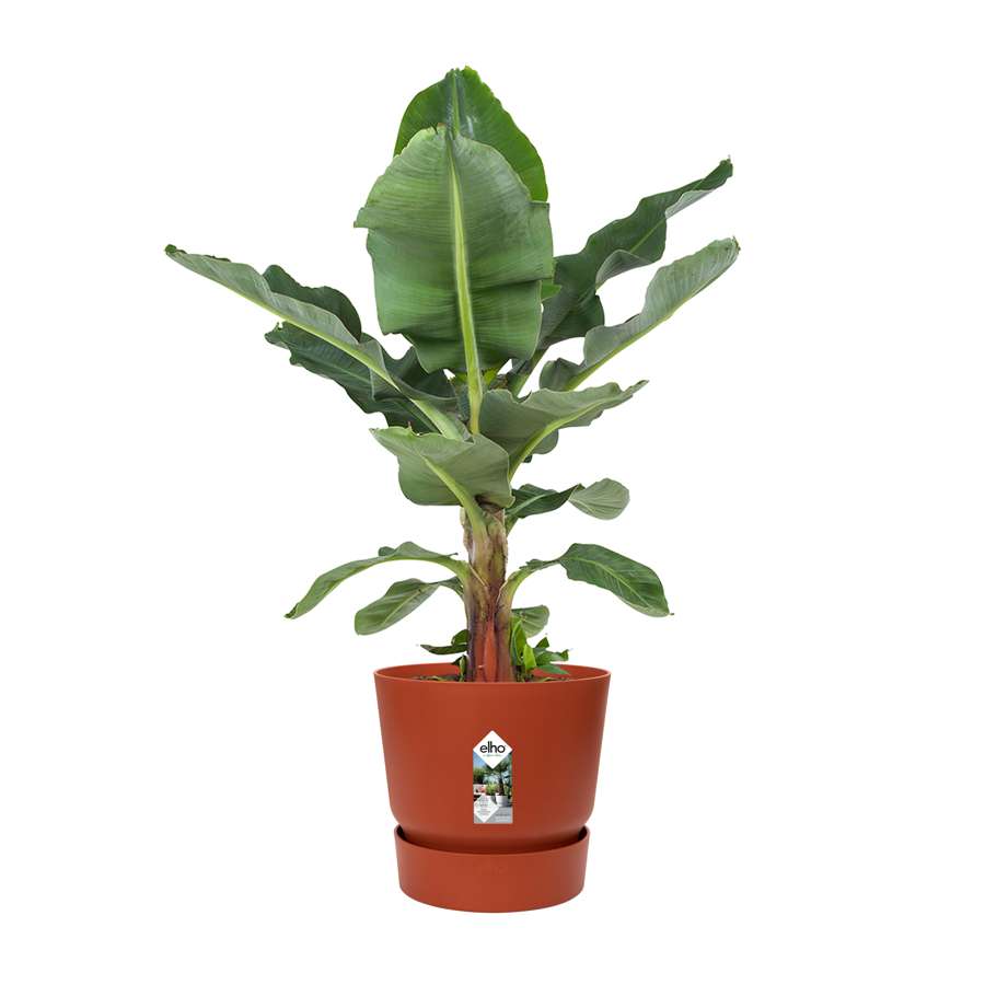 Musa - Bananenplant - in Elho® Greenville pot bruin