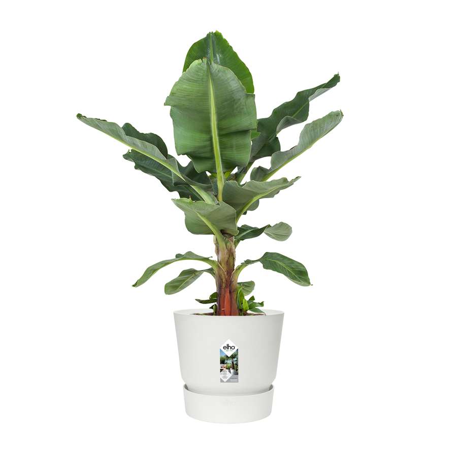 Musa - Bananenplant - in Elho® Greenville pot wit