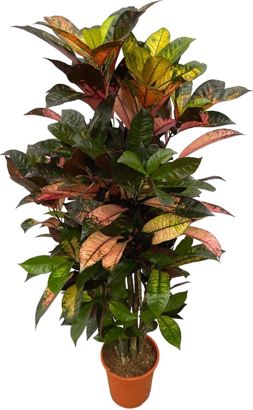 Opvallende Codiaeum (Croton) Iceton vertakt, 130 cm hoog, Ø21cm