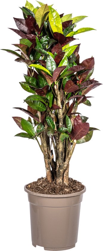 Plantenboetiek.nl | Codiaeum 'Croton' Iceton - Ø21cm - 70-80cm hoog - Kamerplant - Groenblijvend