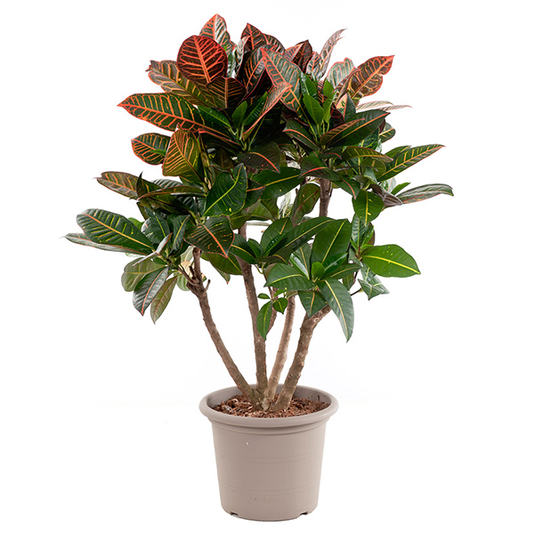 Wonderstruik Croton (Codiaeum Variegatum &apos;Petra&apos;) - P 30 cm
