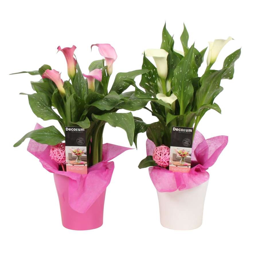 Zantedeschia - Calla - roze/wit in pot Amy - set van 2 stuks