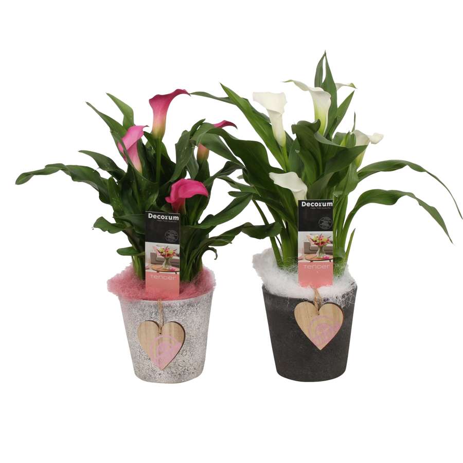 Zantedeschia - Calla - roze/wit in pot Luna - set van 2 stuks