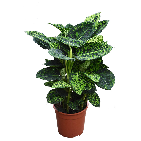 Dieffenbachia &apos;Reflector&apos; - P 24 cm