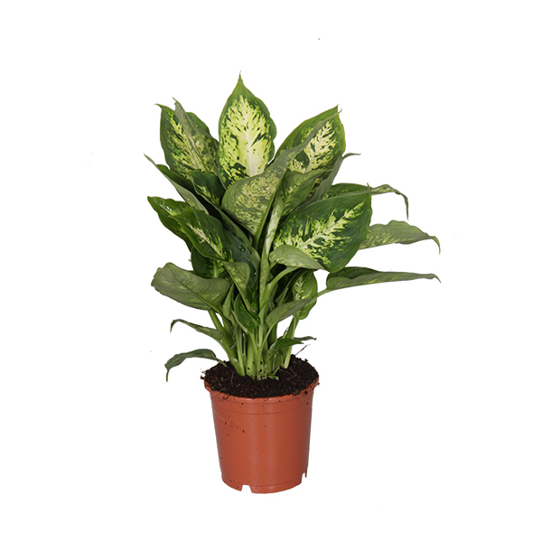 Dieffenbachia Compacta - P 12 cm
