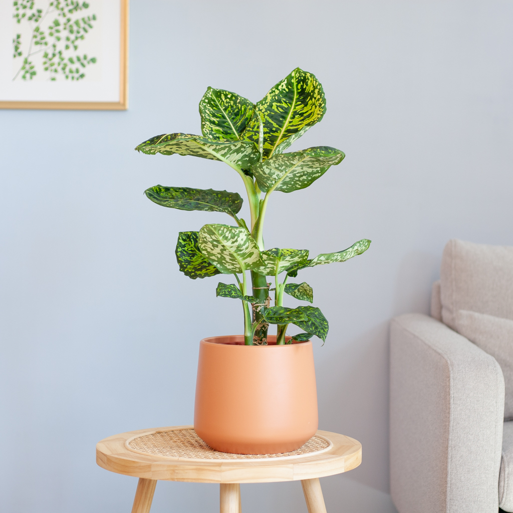 Dieffenbachia Reflector (Camouflage plant) - P 17 cm
