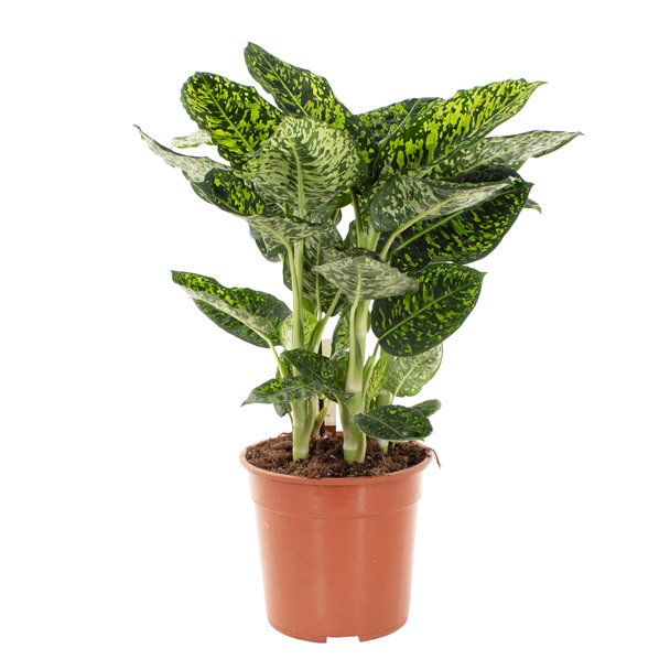 Dieffenbachia Reflector (camouflage plant) - P 27 cm