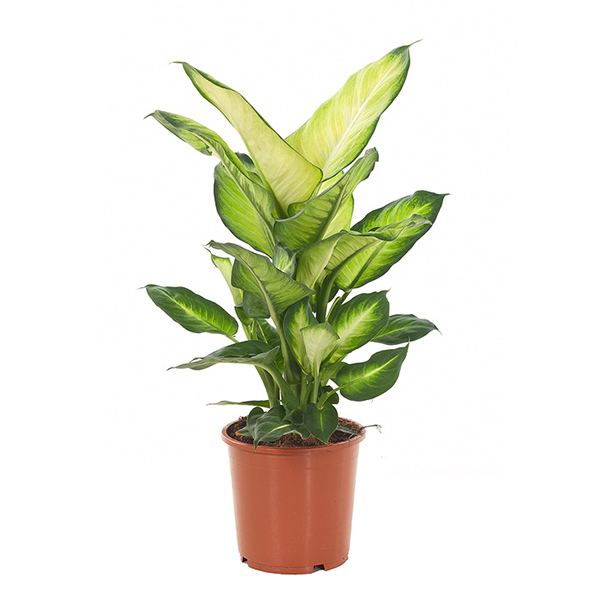 Dieffenbachia summer style - P 17 cm