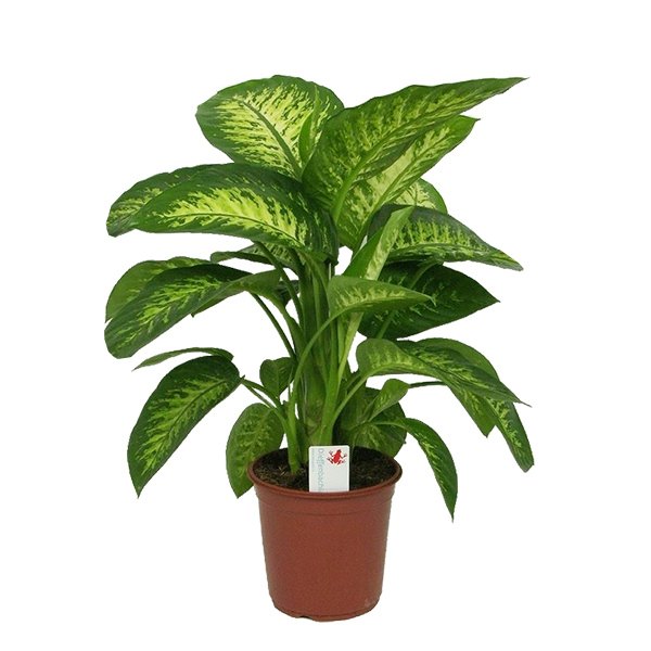 Dieffenbachia tropic snow - P 24 cm
