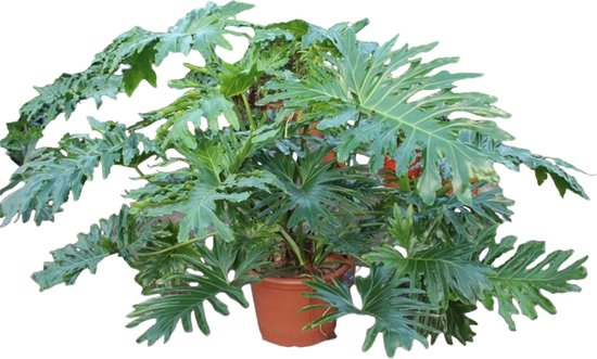 Donkergroene Gesplitst blad Philodendron, kamerplant Philodendron Bipinnatifidum Cum Laude, 160 cm, ø55