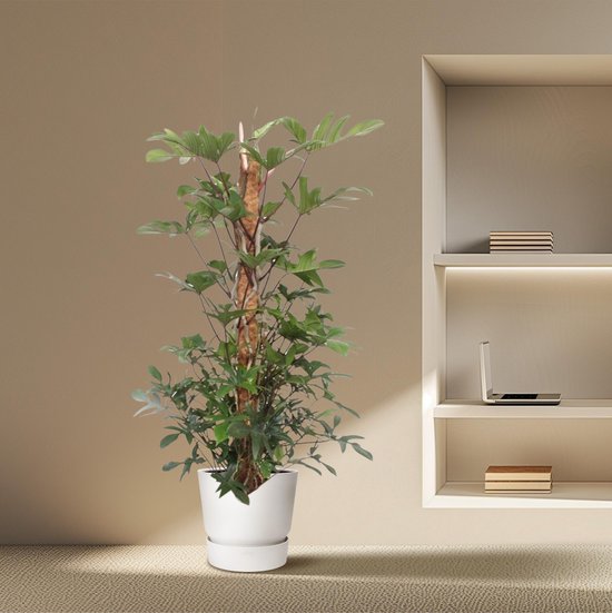Gatenplant - Philodendron Pedatum mosstok hoogte 160cm potmaat 27cm