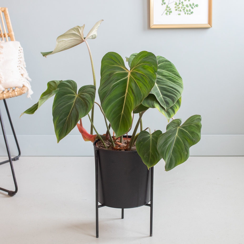 Philodendron Gloriosum - P24