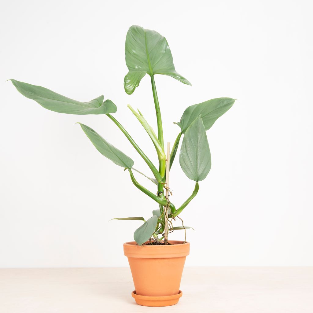Philodendron Hastatum Silver Sword