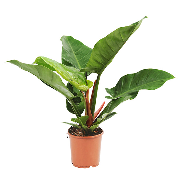 Philodendron Imperial Green - P 19 cm