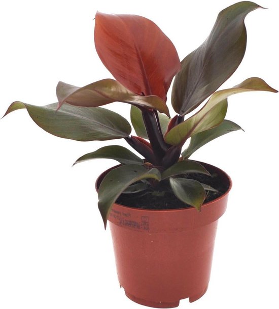Philodendron Imperial Red -25cm -Ø12 Groene Kamerplant -Sierplantenshop