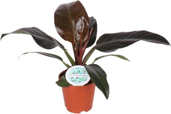 Philodendron Imperial Red -50cm -Ø17 Groene Kamerplant -Sierplantenshop