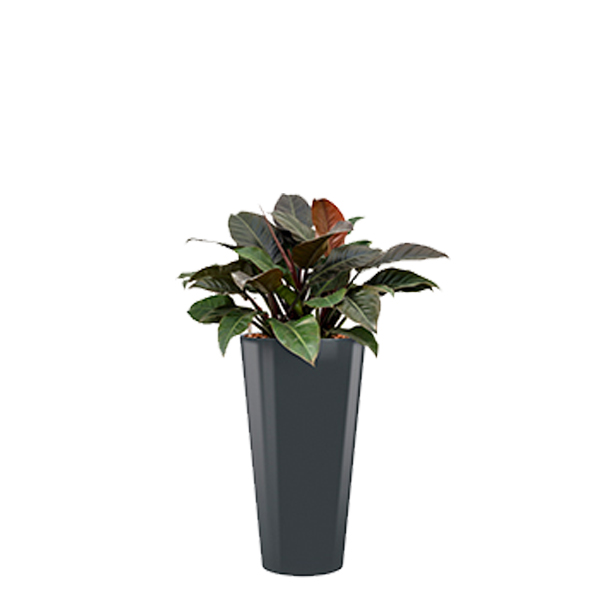 Philodendron Imperial red All-in pot plant (Antraciet)