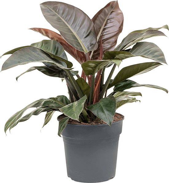 Philodendron imperial red M kamerplant