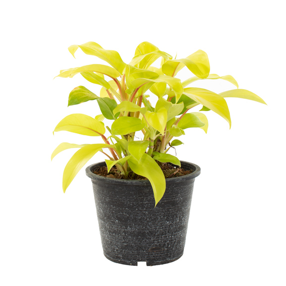 Philodendron Lemon Lime - P 15 cm