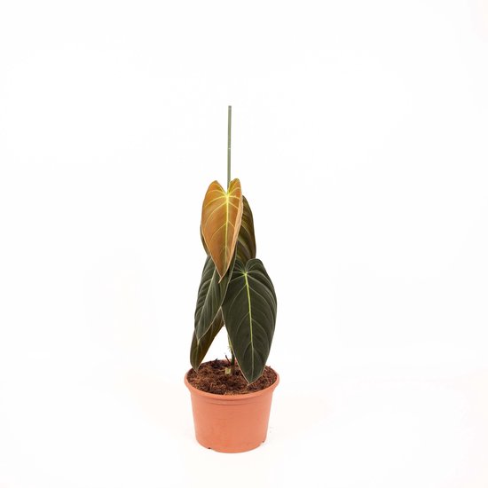 Philodendron Melanochrysum - Hoogte 75cm - Pot 21cm