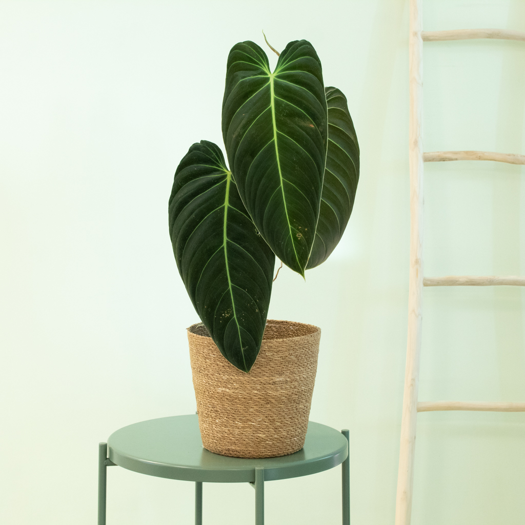Philodendron Melanochrysum - P17