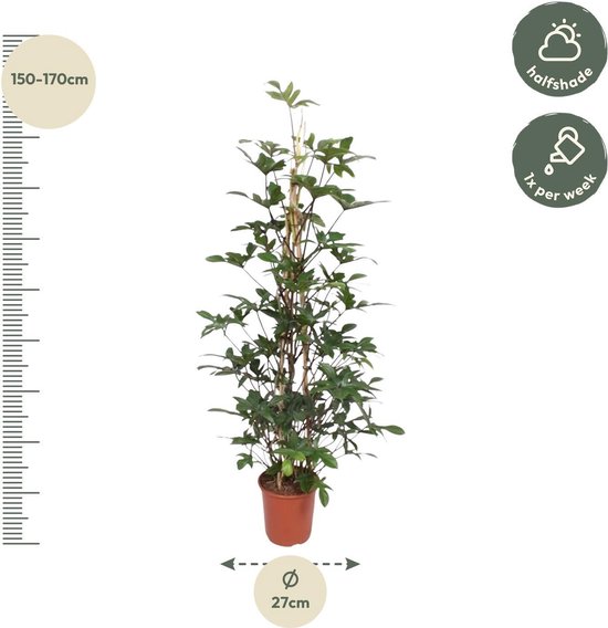 Philodendron Pedatum gaasrek - 160 cm - ø27