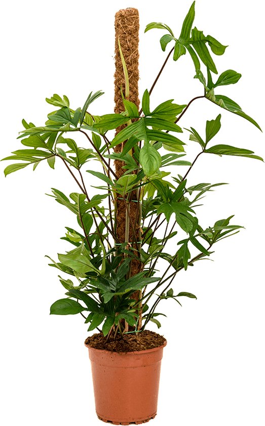 Philodendron pedatum mosstok 120 kamerplant