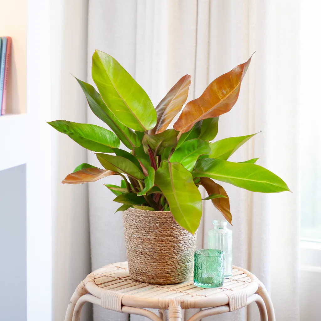 Philodendron Prince of Orange - Prins van Oranje - P17