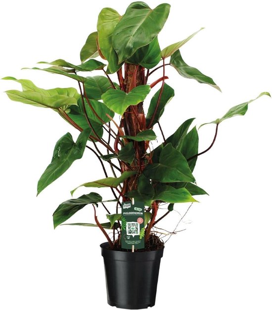 Philodendron Red Emerald -80cm -Ø19 Groene Kamerplant -Sierplantenshop