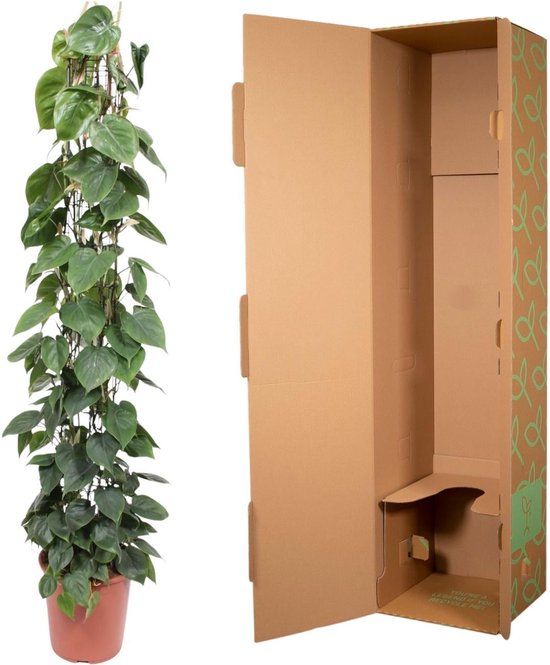Philodendron Scandens gaasrek - 160 cm - ø27