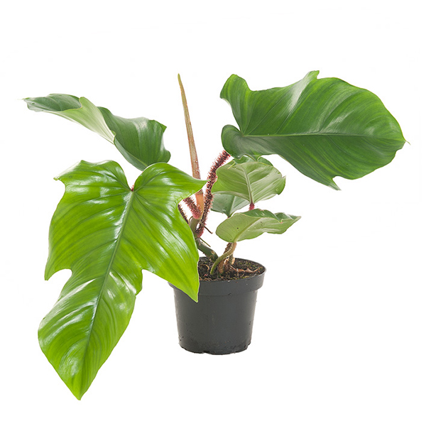 Philodendron Squamiferum - P 13 cm