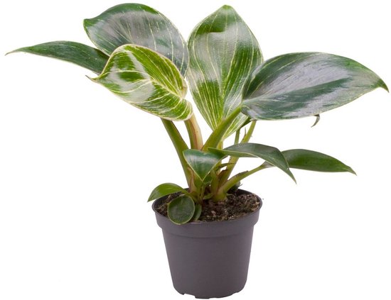 Philodendron White Measure - Hoogte 10cm - Pot 6cm