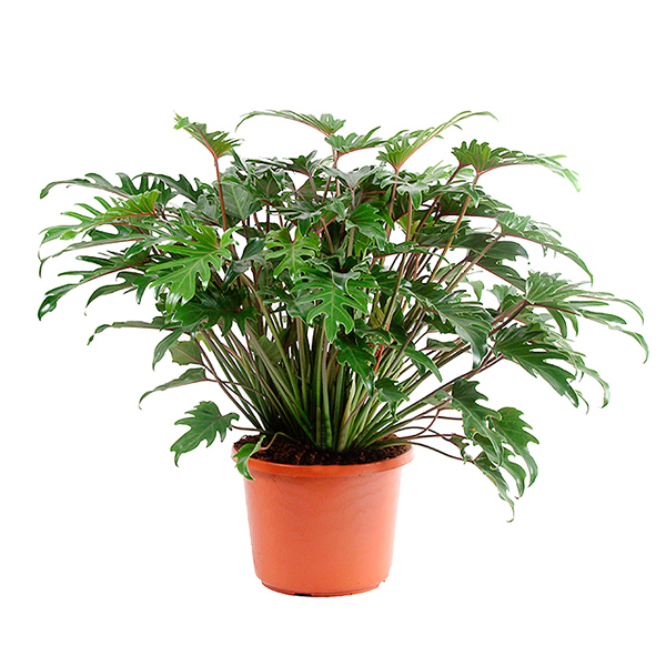 Philodendron Xanadu - P 32 cm