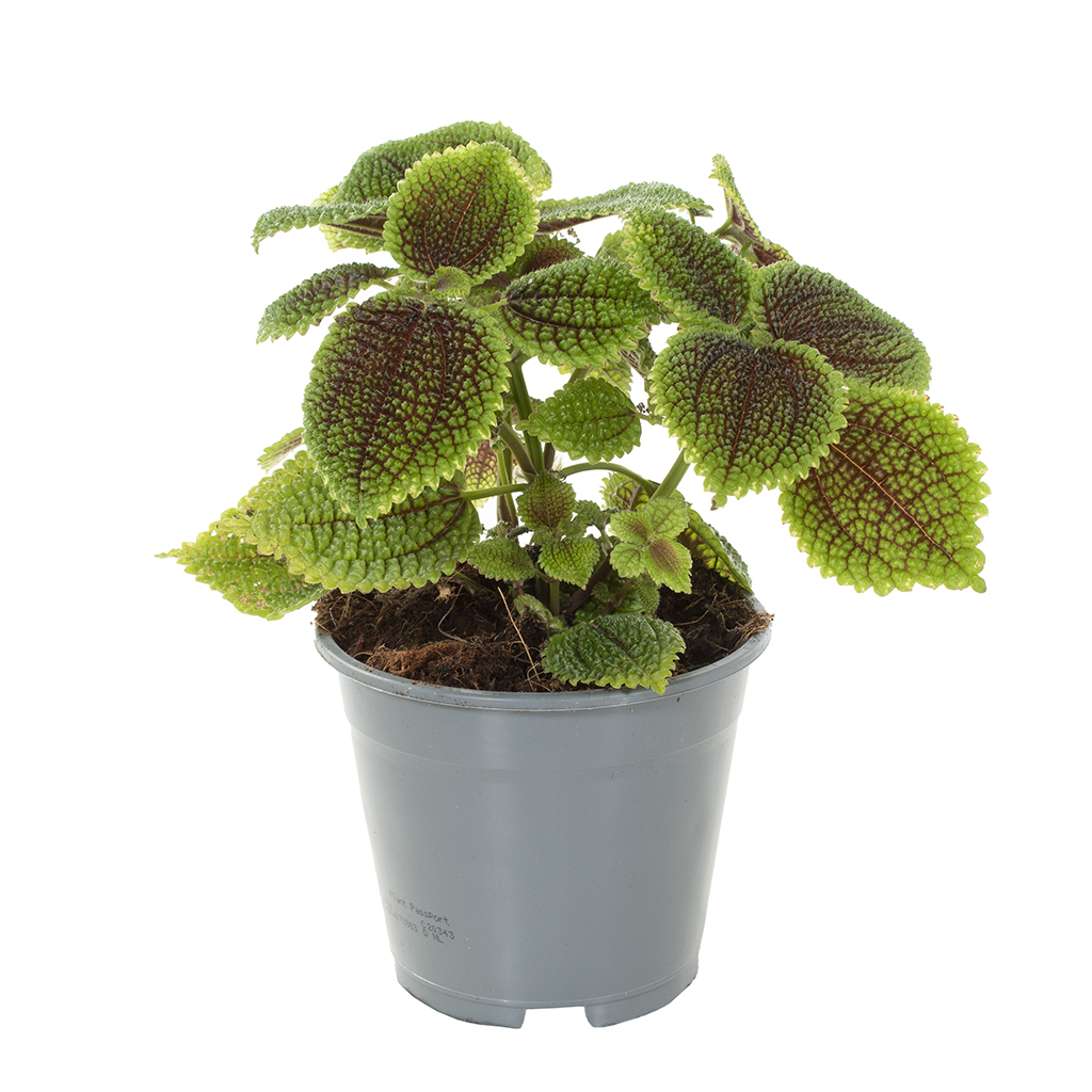 Pilea Involucrata Moonvalley (Vriendschap plant) - P14