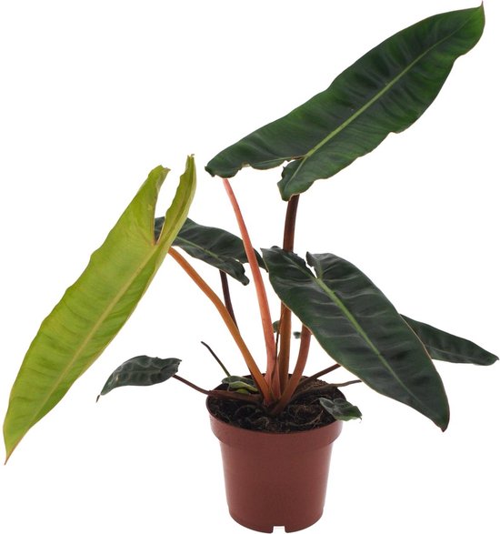 Plantenboetiek.nl | Philodendron Billietiae - Ø12cm - 25cm hoog - Kamerplant - Groenblijvend