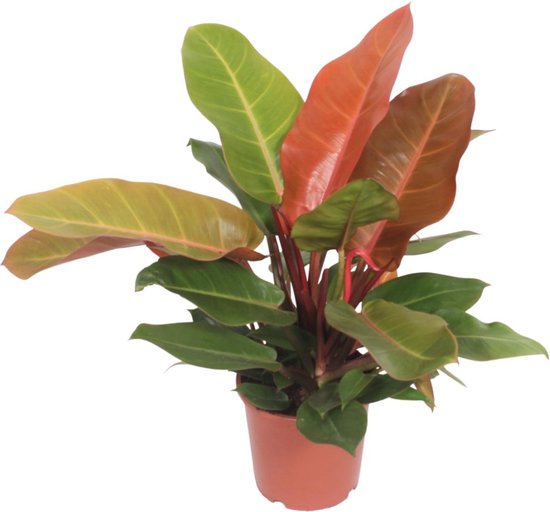 Plantenboetiek.nl | Philodendron Prince of Orange - Ø17cm - 35-45cm hoog - Kamerplant - Groenblijvend