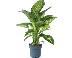 Plant in a Box - Dieffenbachia 'Tropic' - Kamerplant - Potmaat 24cm - Hoogte 70-80cm