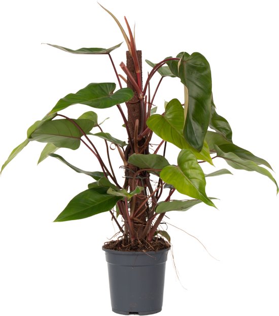 Plant in a Box - Groene Kamerplant - Philodendron Red Emerald - Hoogte 70-80cm - Pot 19cm - Luchtzuiverend