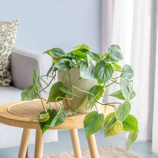 Plantje.nl - Philodendron Scandens - P15 - Woonkamerplanten