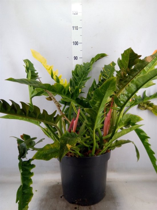 Sproution Philodendron 'Prince Of Orange' - Hoogte 110cm - Potmaat 35cm - Luchtzuiverende Kamerplant - Plant binnen