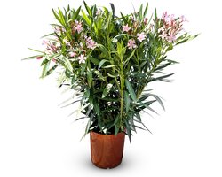 Sunny Tree - Plant - Oleander- Nerium Oleander - Hoogte 140-160 cm - Kleur Roze - Buitenplant