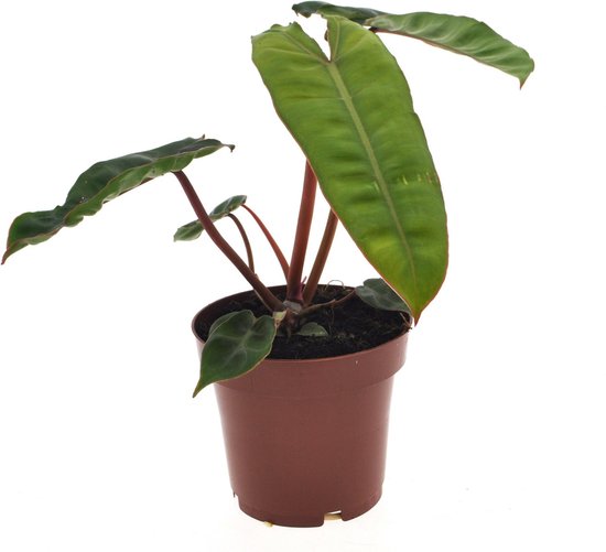 The Green Corner - Philodendron Billietiae - Hoogte 25cm - Diameter 12cm