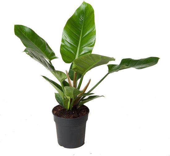 The Green Corner - Philodendron Imperial Green - Hoogte 70cm - Diameter 19cm