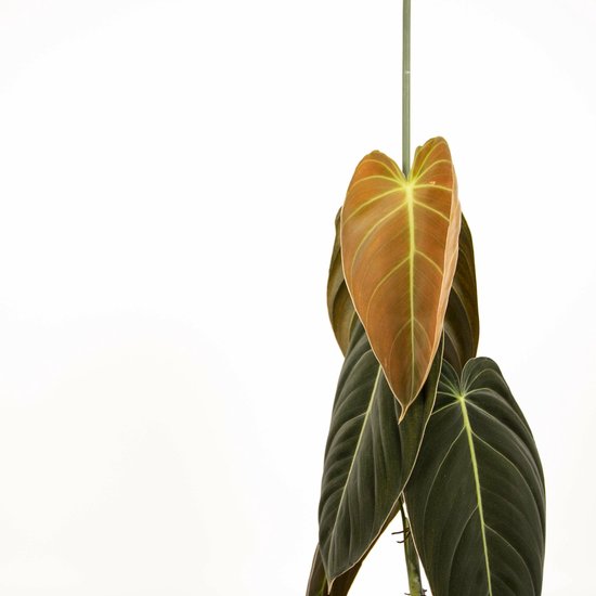 The Green Corner - Philodendron Melanochrysum - Hoogte 75cm - Diameter 21cm