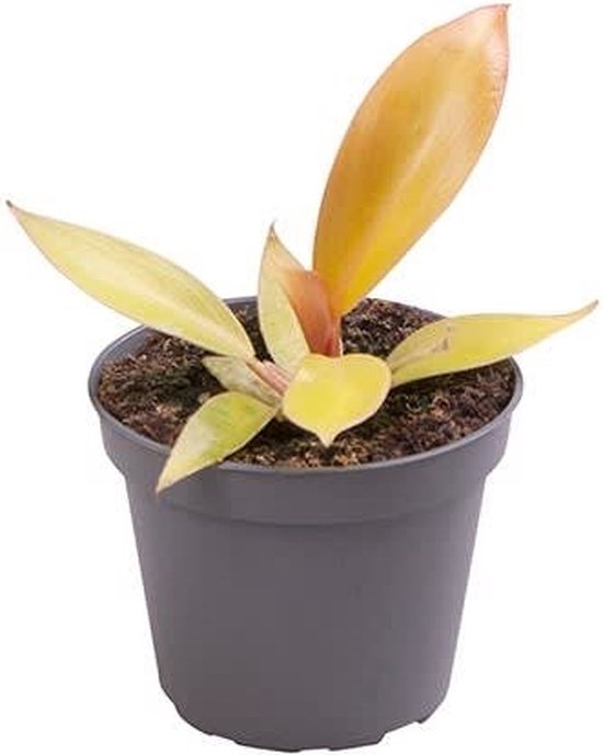 The Green Corner - Philodendron Prince of Orange - Hoogte 10cm - Diameter 6cm