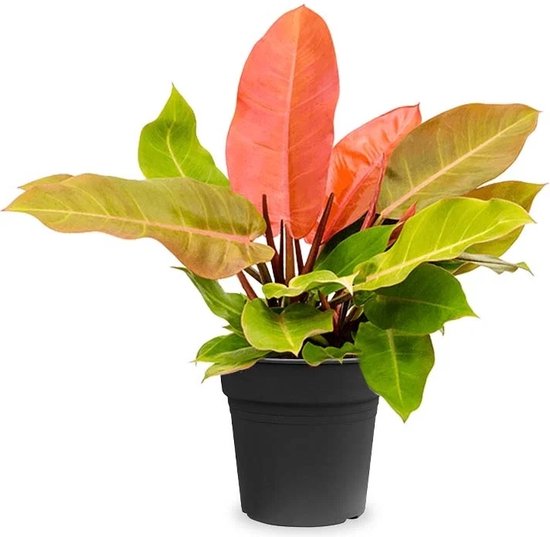 The Green Corner - Philodendron Prince of Orange - Hoogte 45cm - Diameter 17cm