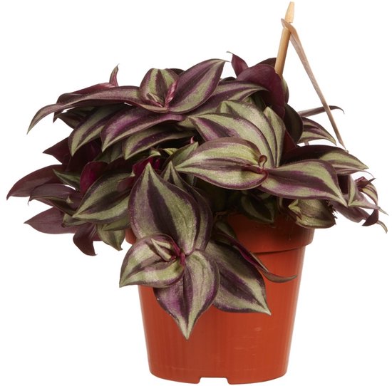 Tradescantia zebrina 'Purpusii' - Hoogte 10cm - Pot 12cm