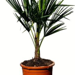 Tropictrees - Palmboom - Trachycarpus Fortunei - Plant - Winterhard - Pot ⌀ 30cm - Hoogte ca. 100cm