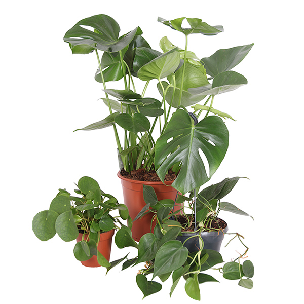 Urban Jungle Starter Package